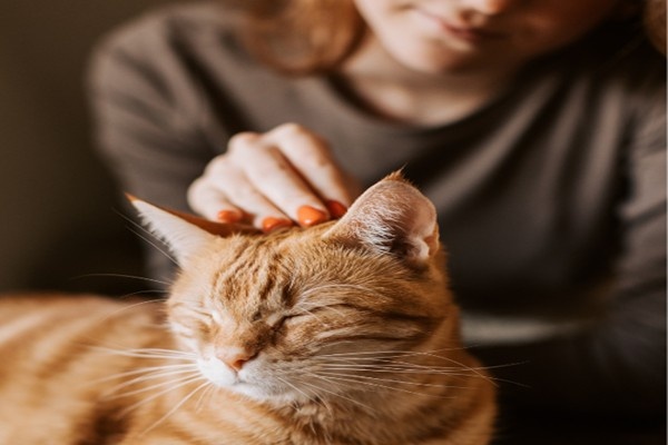 Pet Supplements Protocol